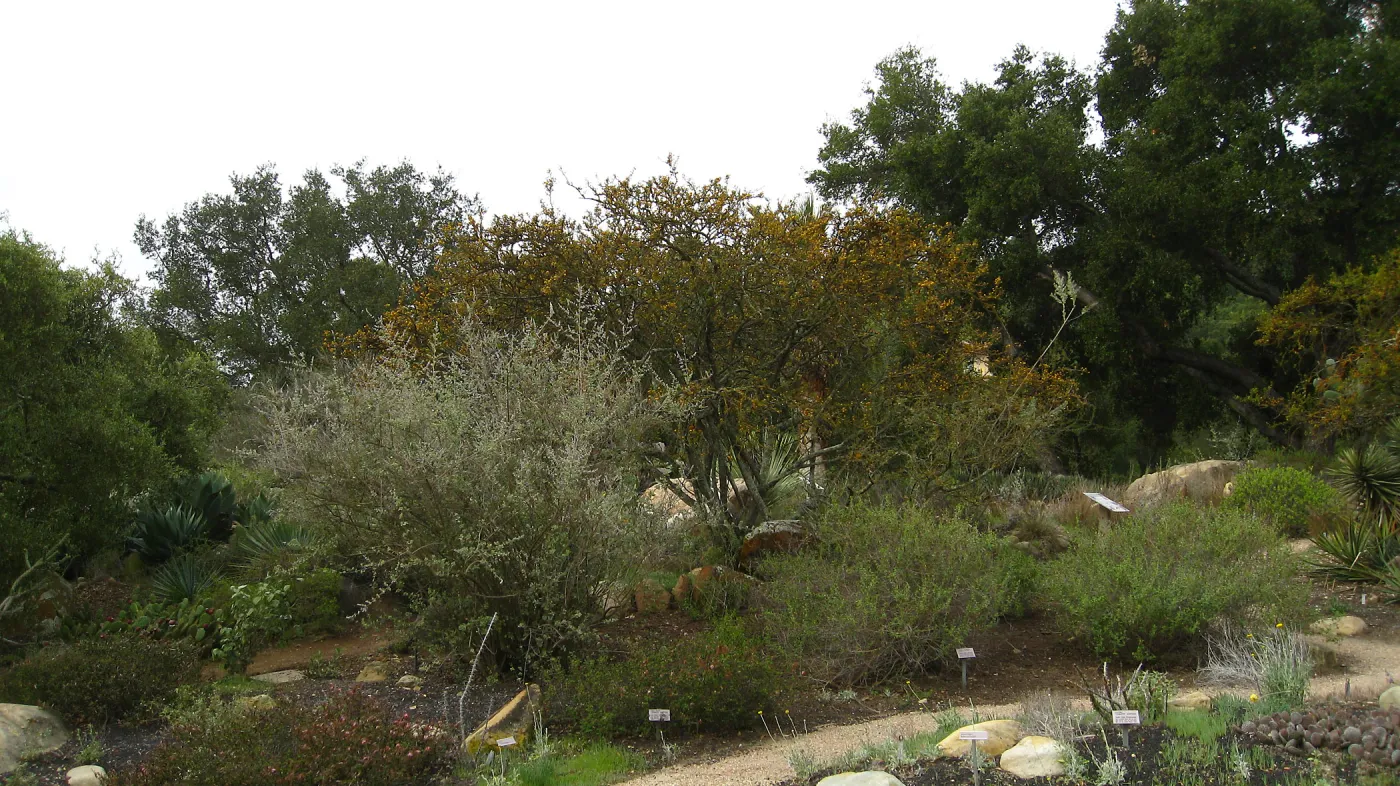 Desert Section