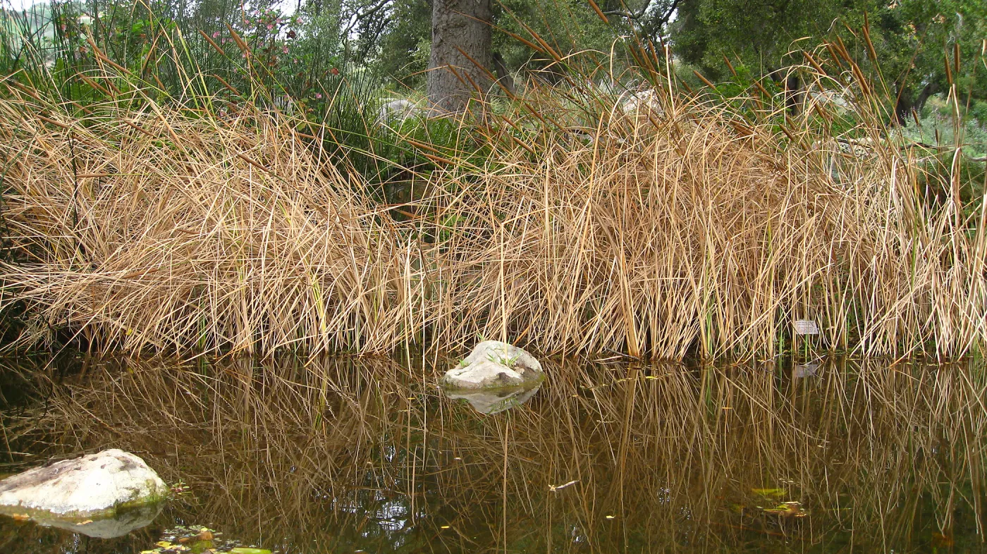 Cat Tails, Pond