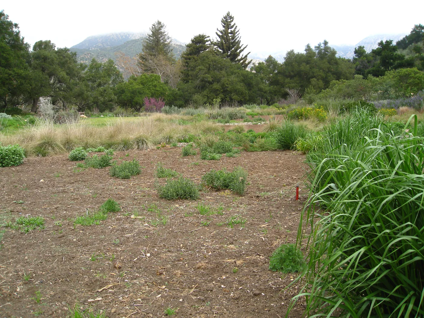 Meadow