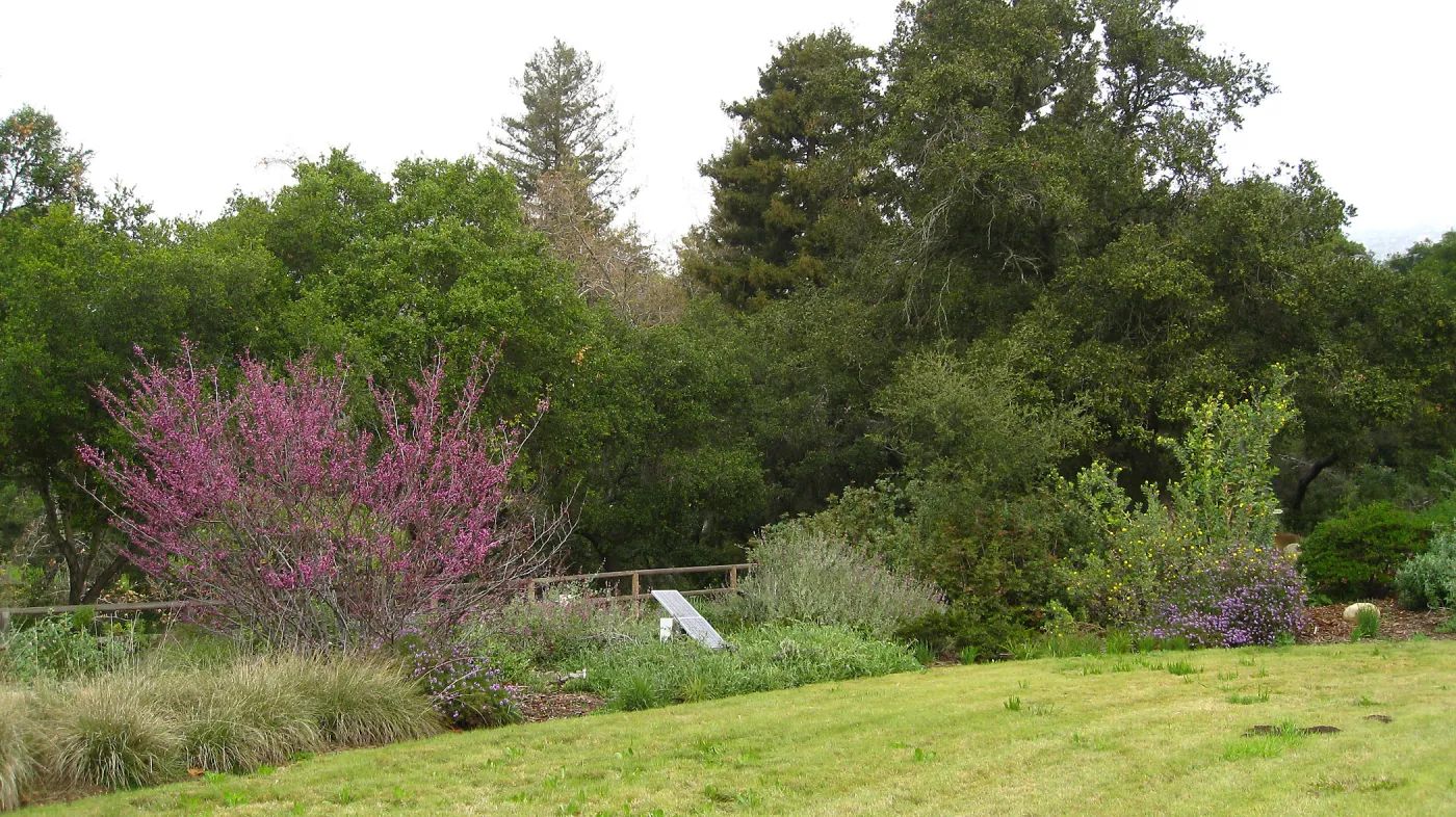 Cercis occidentalis in full bloom, Meadow