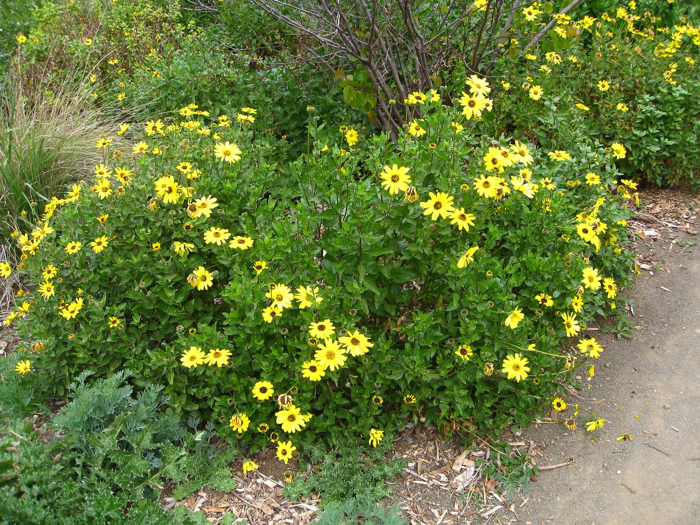 Encelia californica top of Meadow