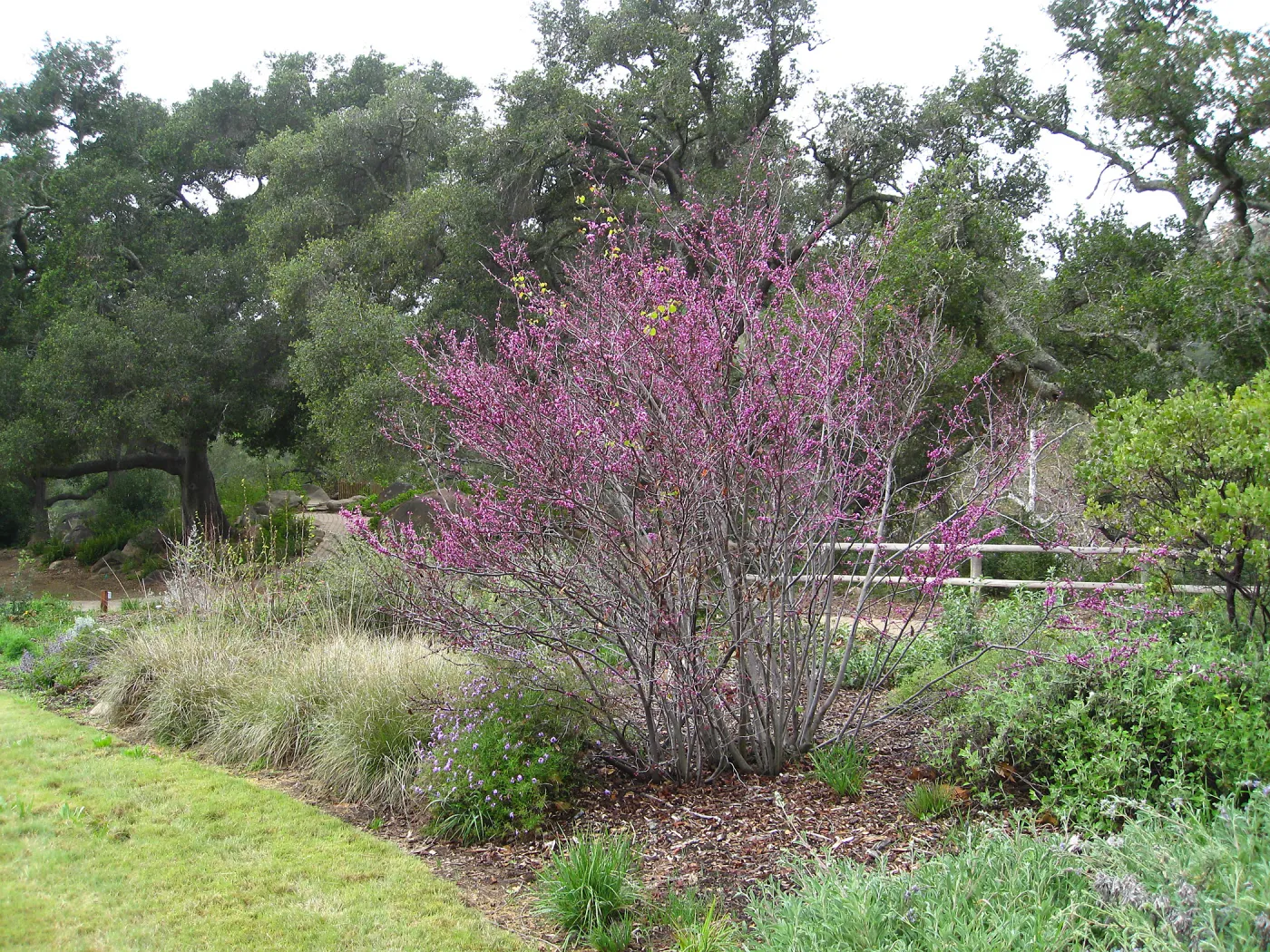 Cercis occidentalis, Verbena and grasses, Meadow