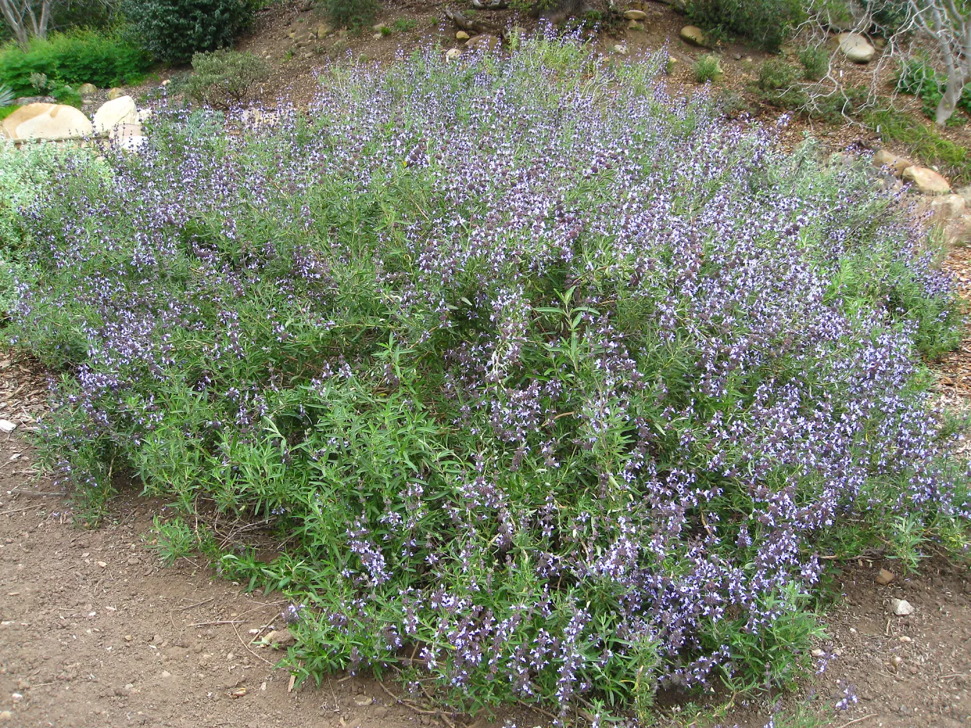Salvia 'Pacific Blue' Meadow