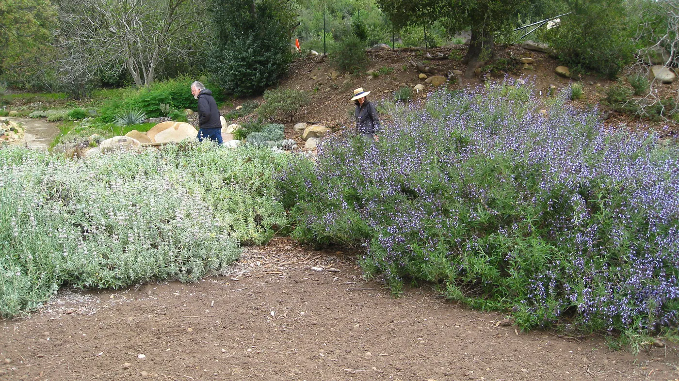 Salvia leucophylla and S. Pacific Blue in Meadow border