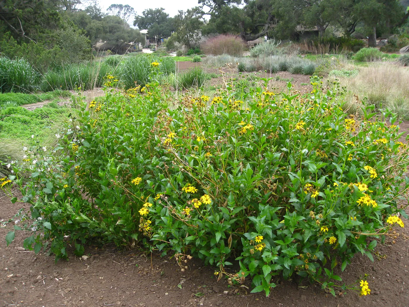 Verbesina hastata in Meadow