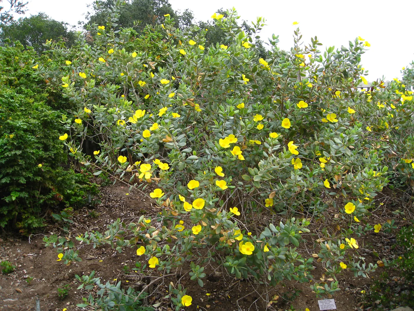 Dendromecon harfordii on parking lot bank