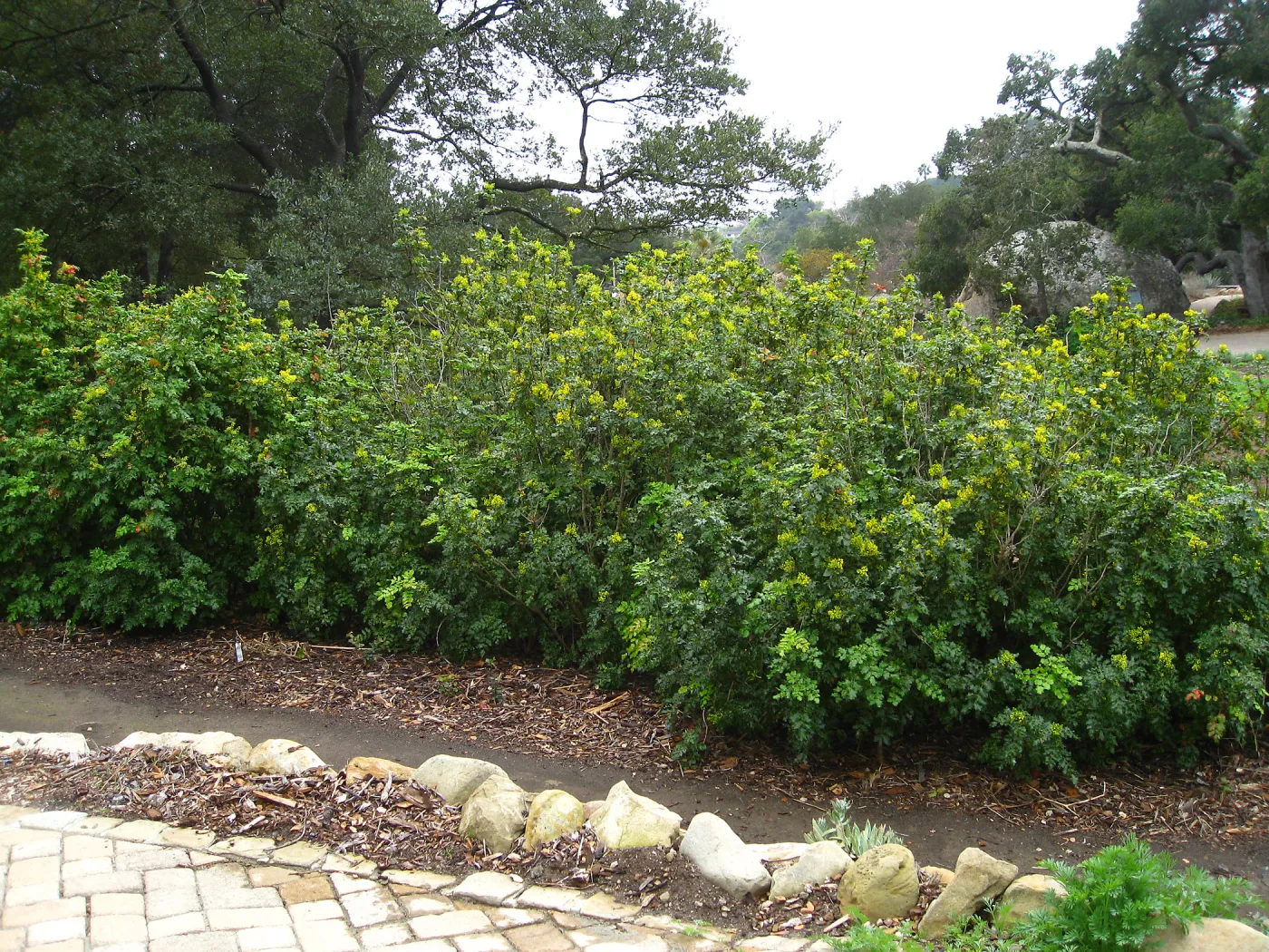 Berberis pinnata, Meadow