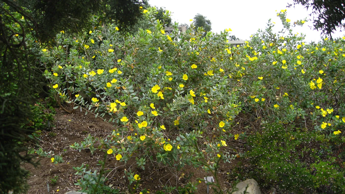 Dendromecon harfordii on parking lot bank