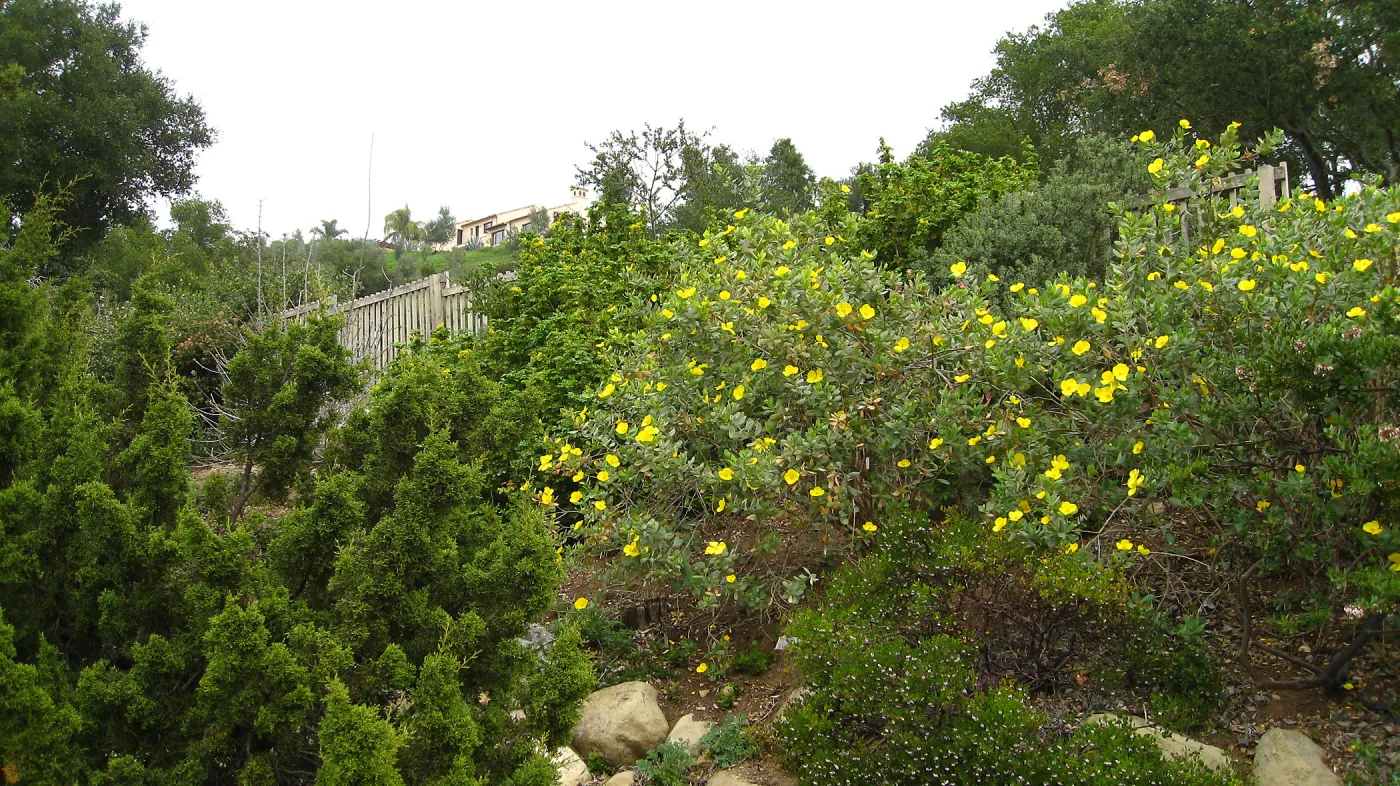 Dendromecon harfordii on parking lot bank