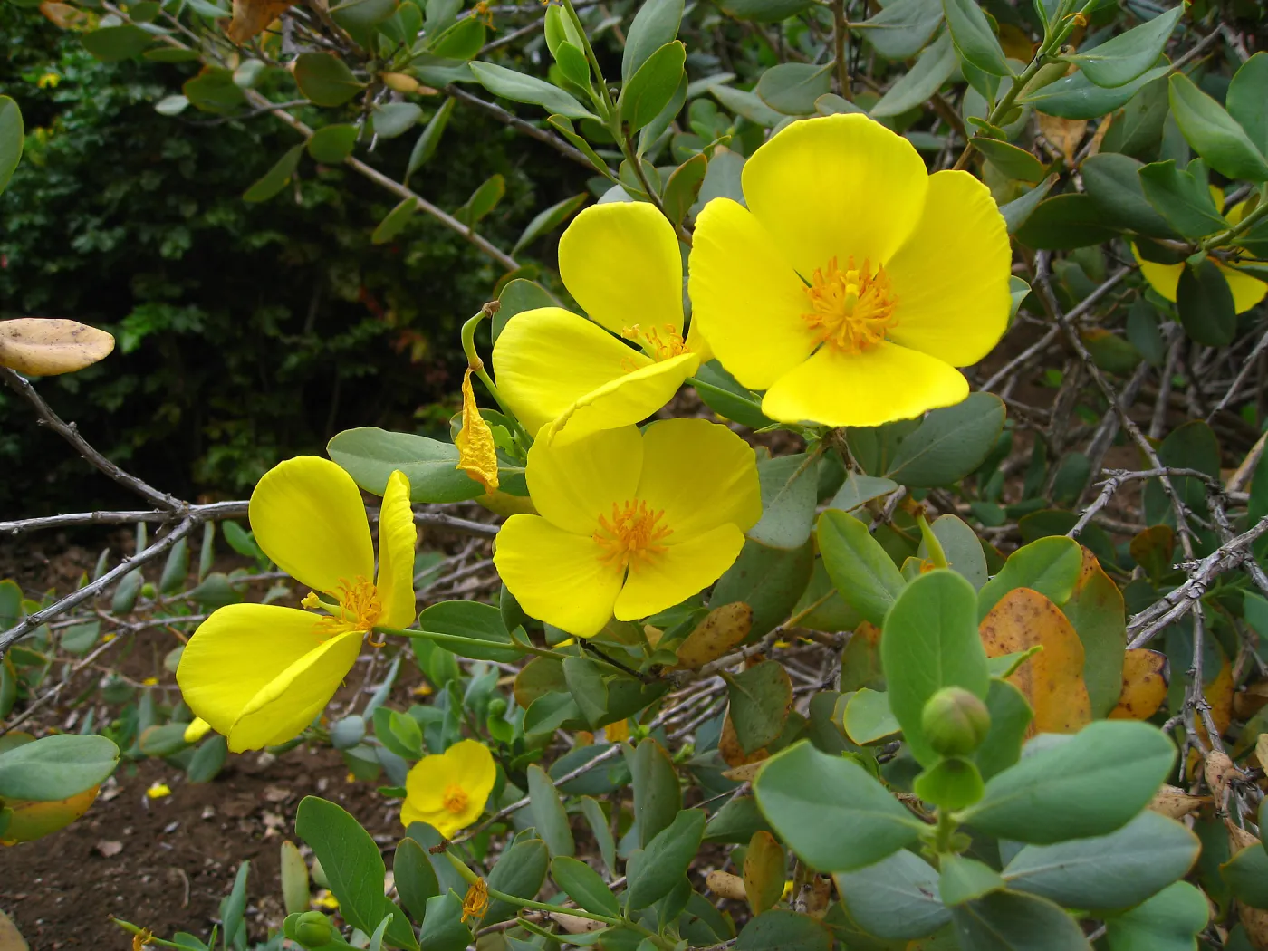 Dendromecon harfordii, Meadow