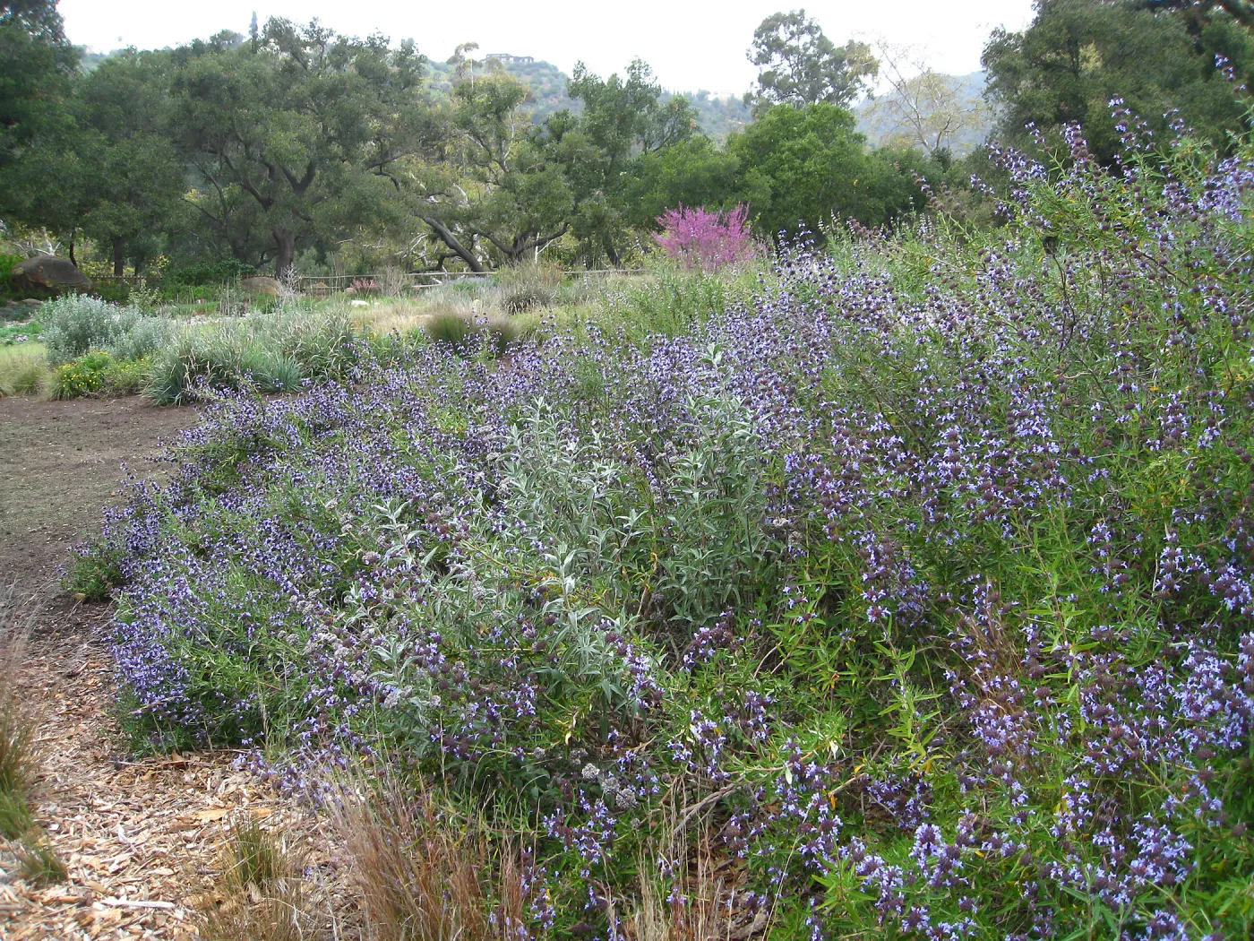 Salvia 'Pacific Blue' in the Meadow