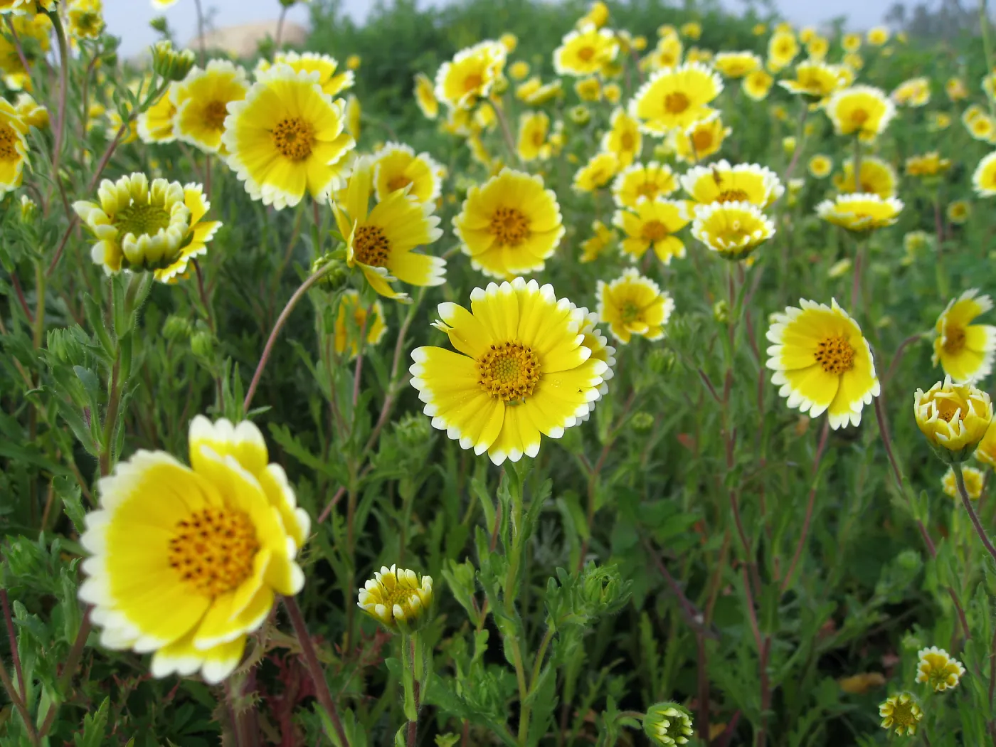 Tidy Tips in wildflower planting where Gain House once stood