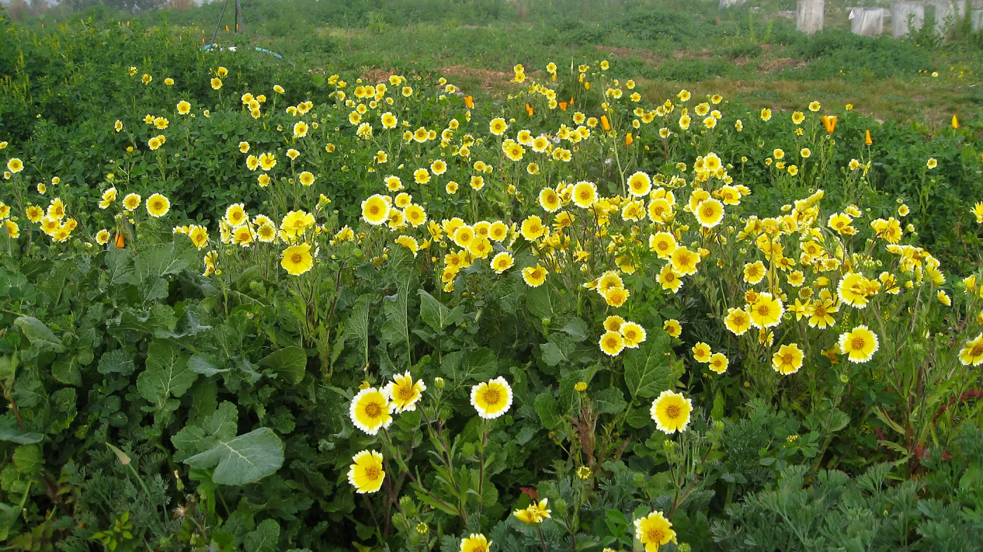 Tidy Tips in wildflower planting where Gain House once stood