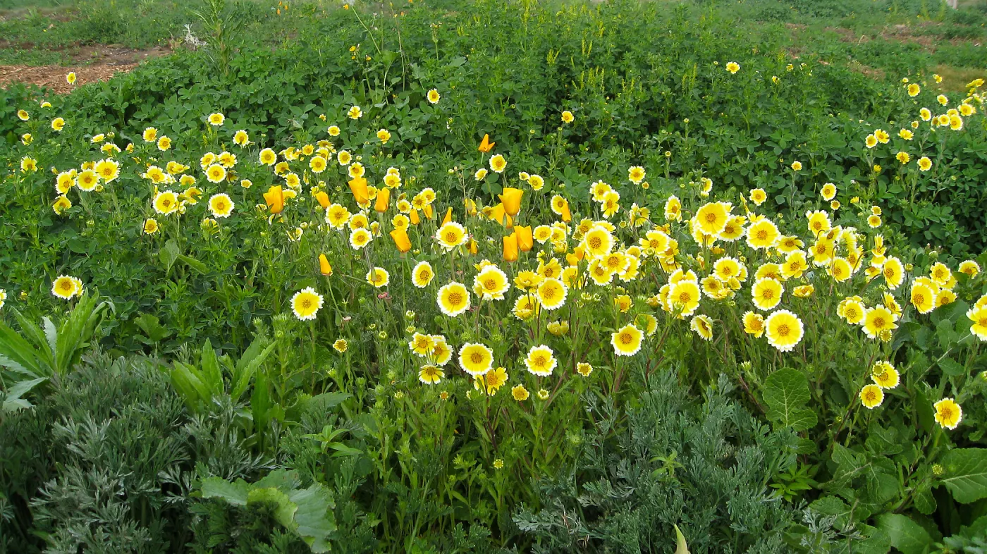 Tidy Tips in wildflower planting where Gain House once stood