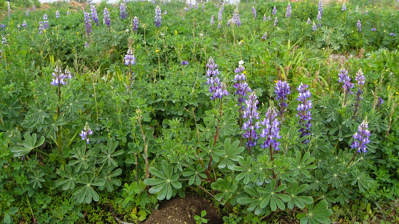 Lupine in wildflower planting where Gain House once stood