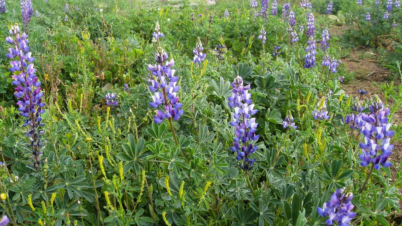 Lupine in wildflower planting where Gain House once stood
