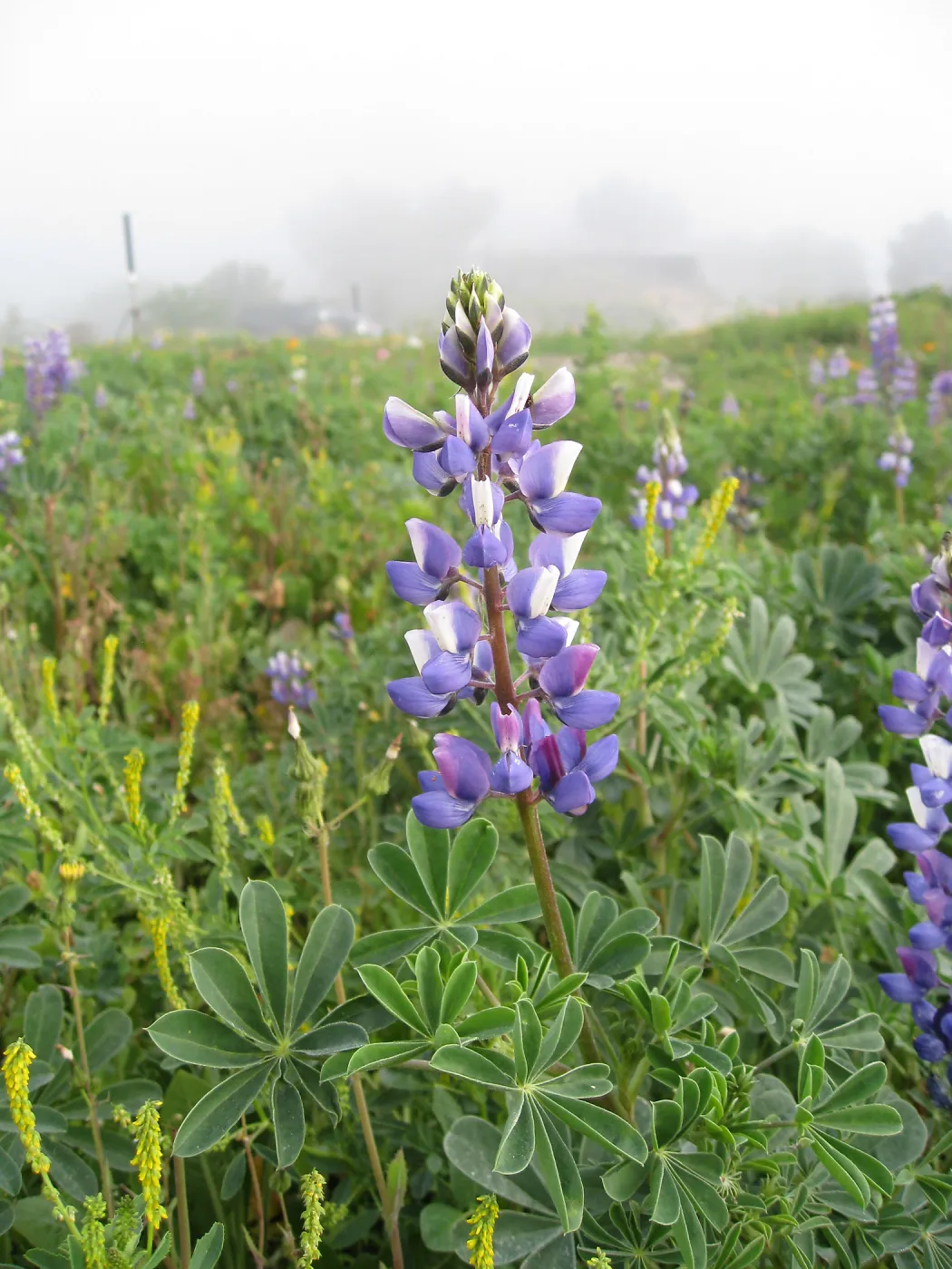 Lupine in wildflower planting where Gain House once stood