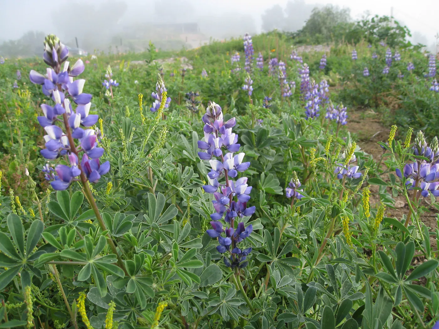 Lupine in wildflower planting where Gain House once stood