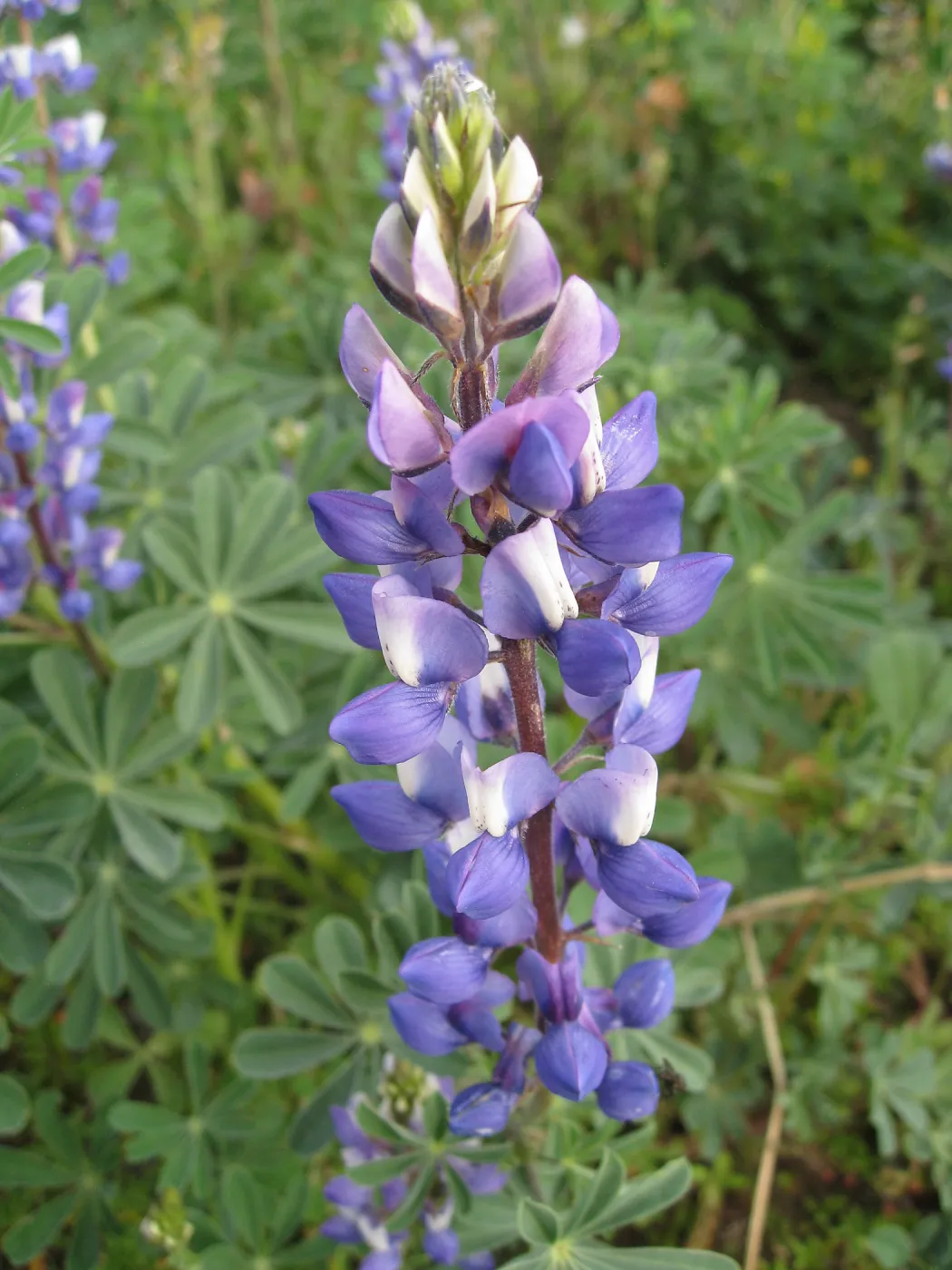 Lupine in wildflower planting where Gain House once stood