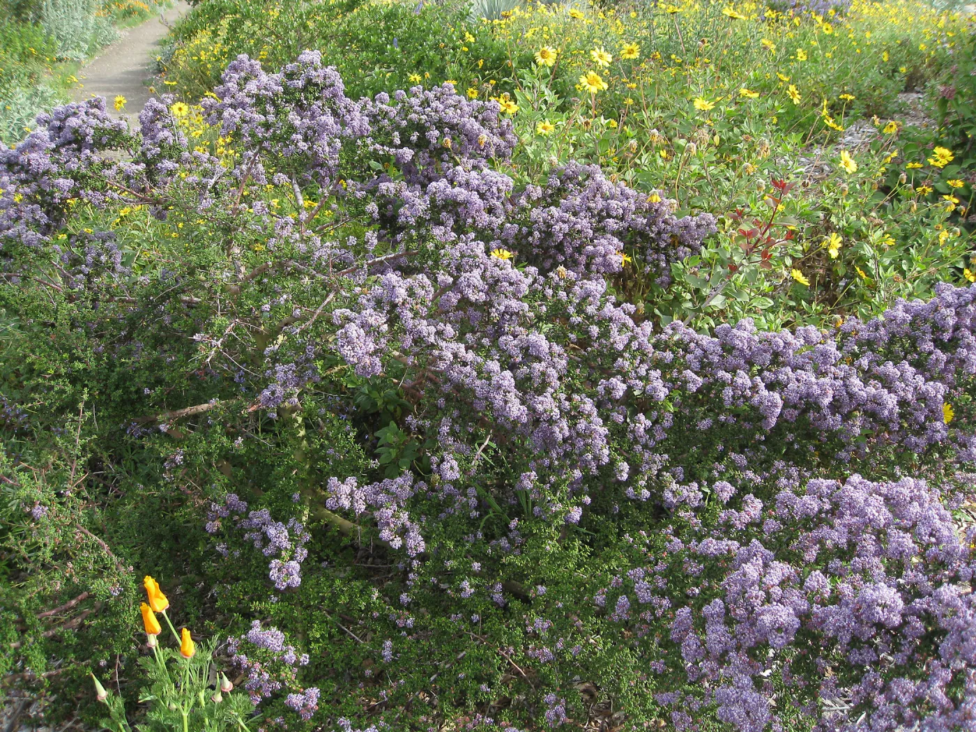 Ceanothus (California Lilac) volunteer on Porter trail