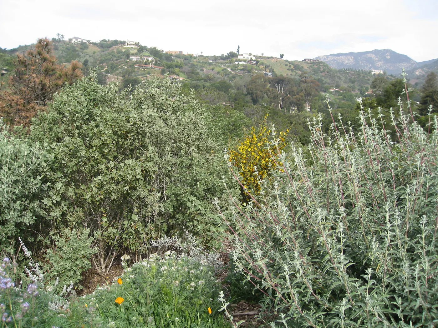 Salvia (Sage), Malacothamnus (Bush Malalow), Fremontodendron (Flannelbush), Phacelia, Porter Trail
