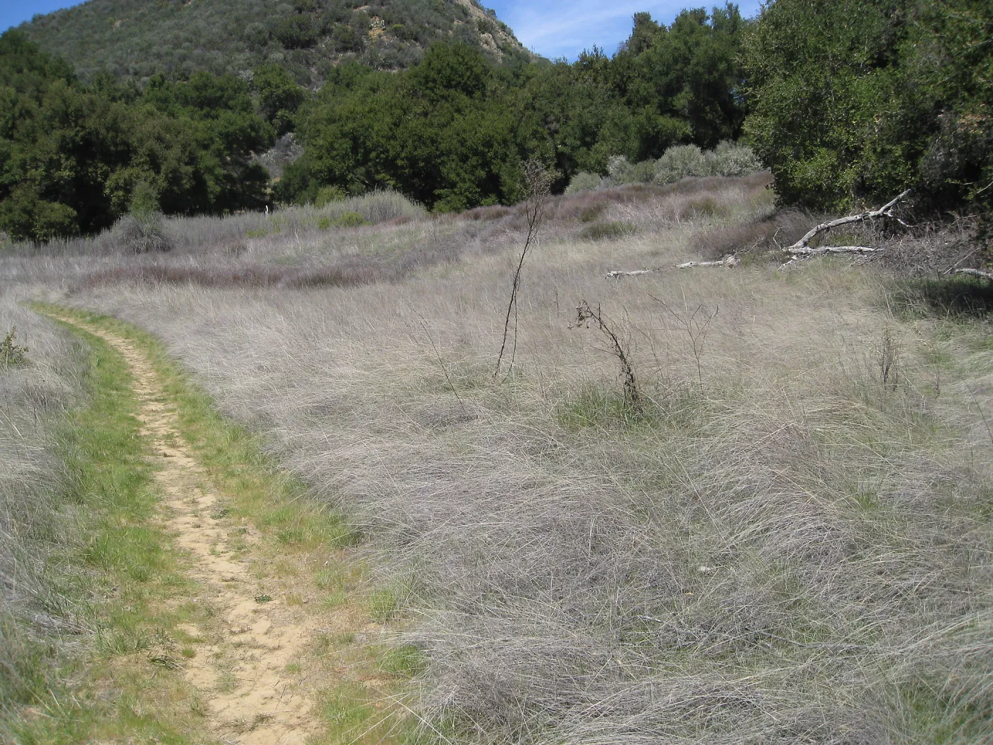 Nassella meadow on trail to Mono Campground off Camuesa Road