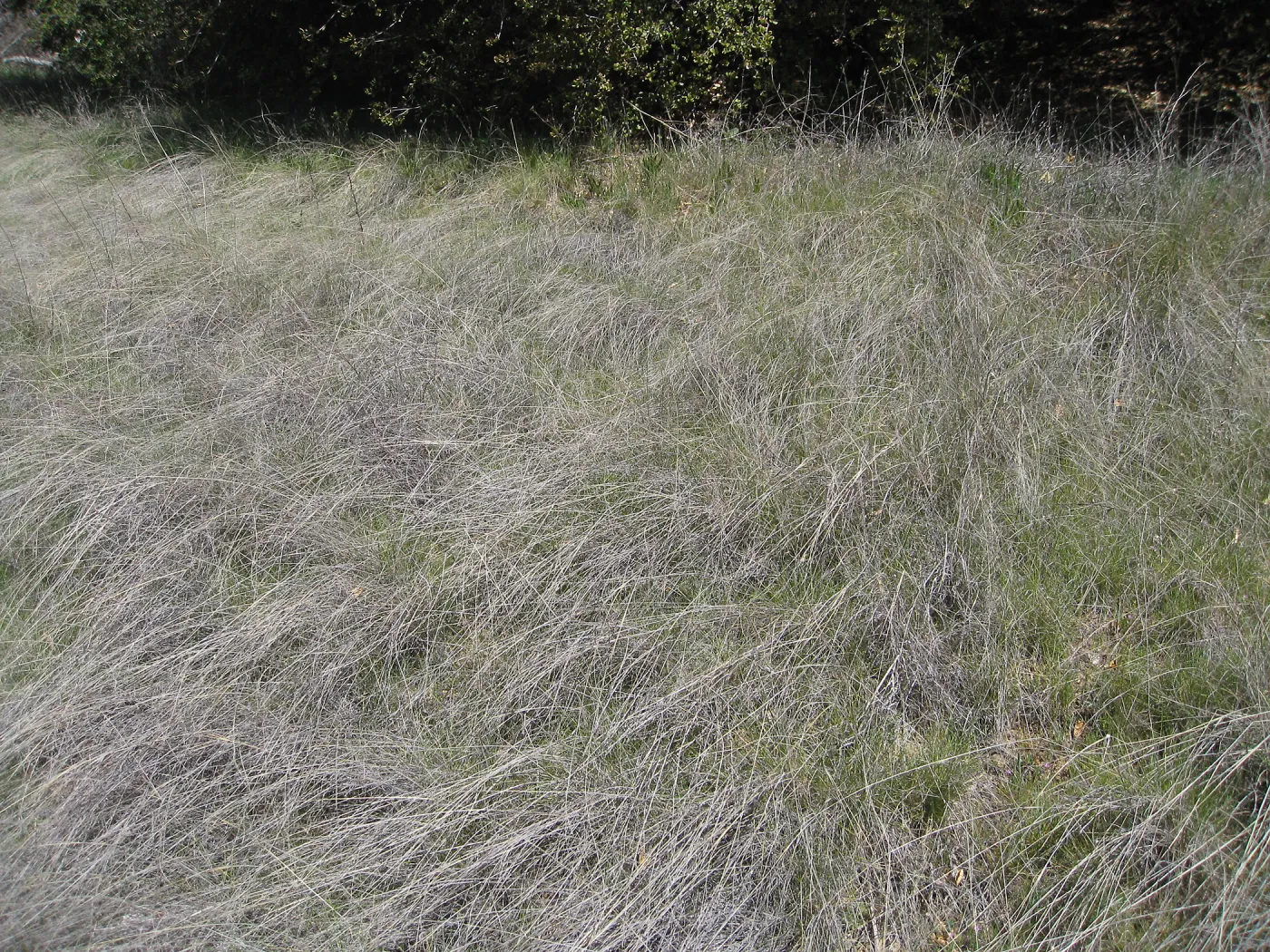 Nassella meadow on trail to Mono Campground off Camuesa Road