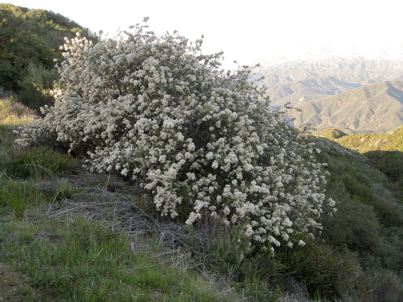 Ceanothus crassifolius, Gibralter Rd
