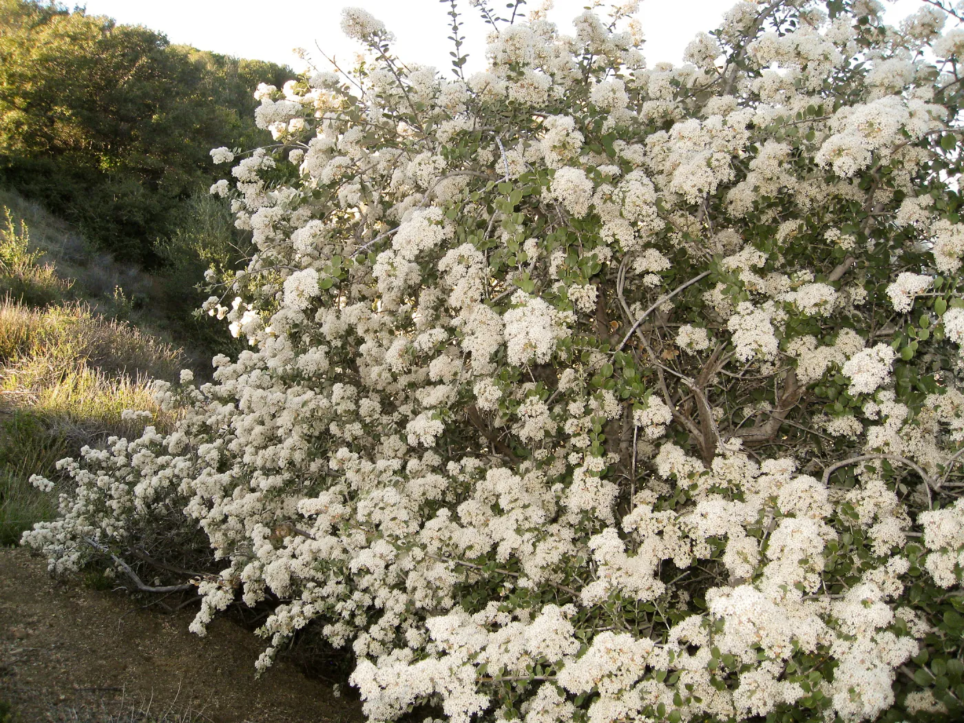 Ceanothus crassifolius, Gibralter Rd