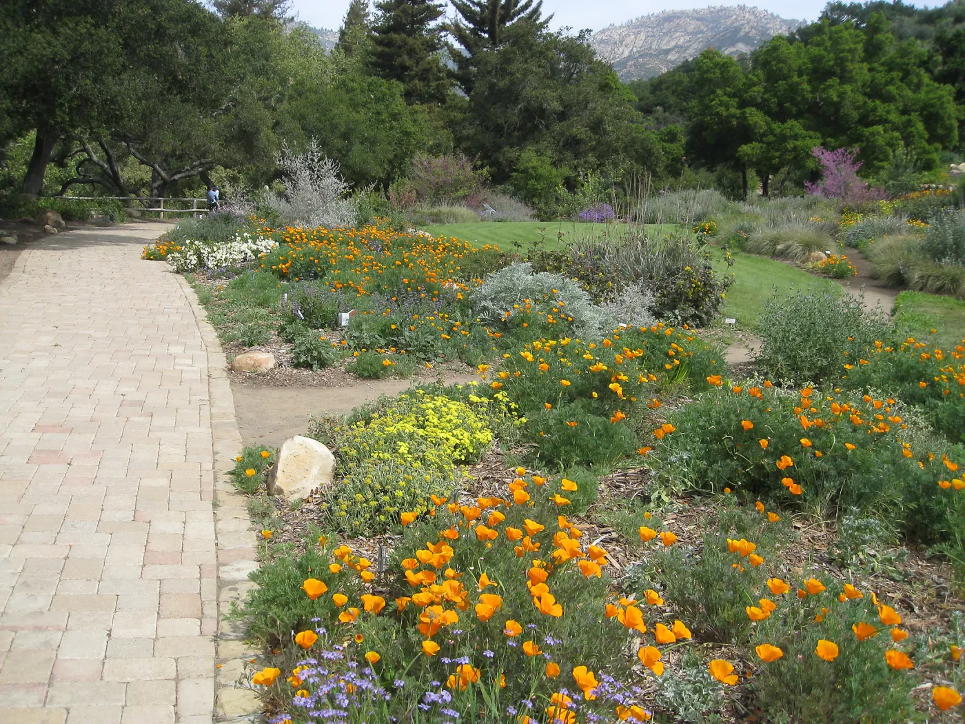 Meadow Border, poppies, Erigognum