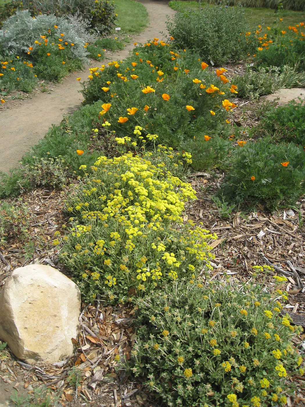 Meadow Border, poppies, Erigognum 'Shasta Sulpher'