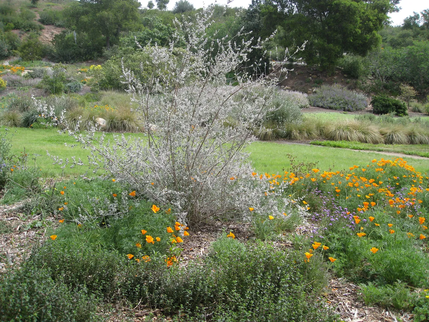 Bouteloua gracilis 'Hachita' lawn at top of Meadow with Hyptis 'Silver Lining'