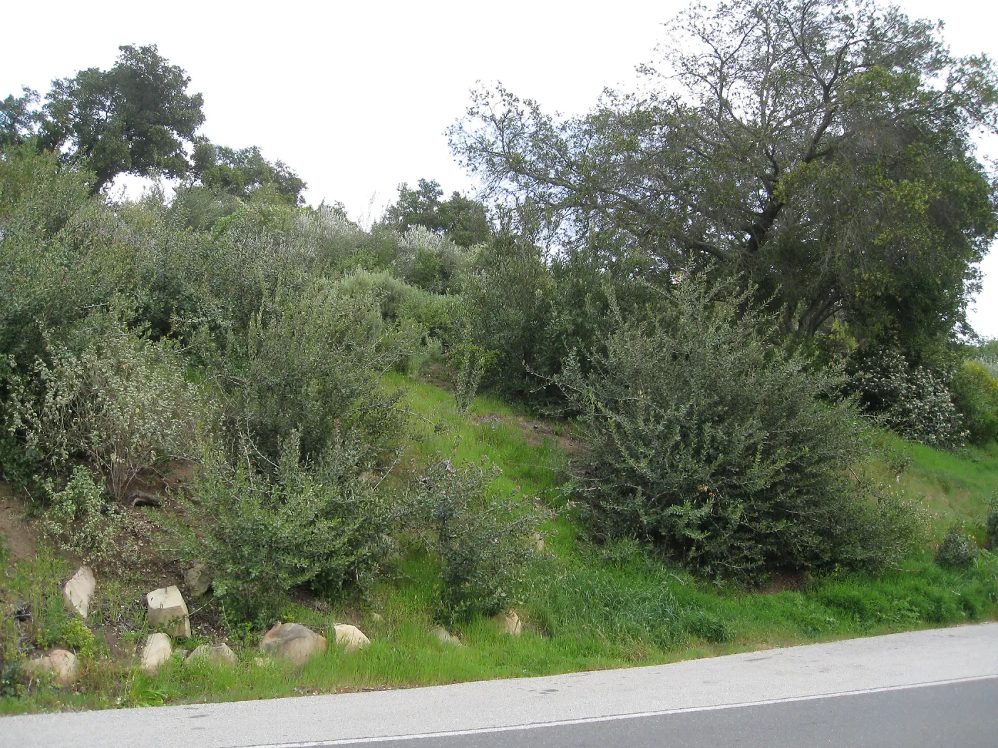 Propsed location for extension of entrance steps