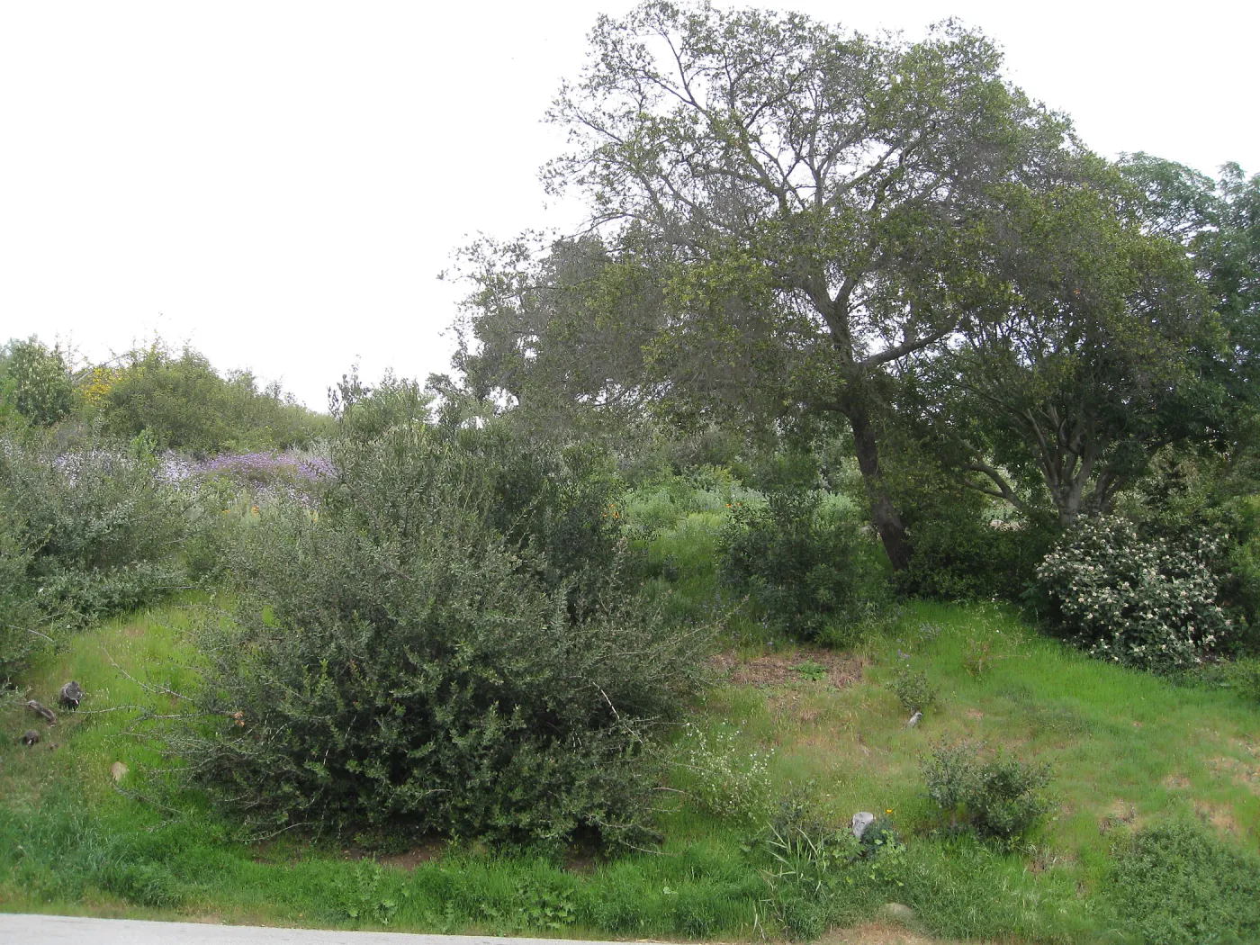 Propsed location for extension of entrance steps