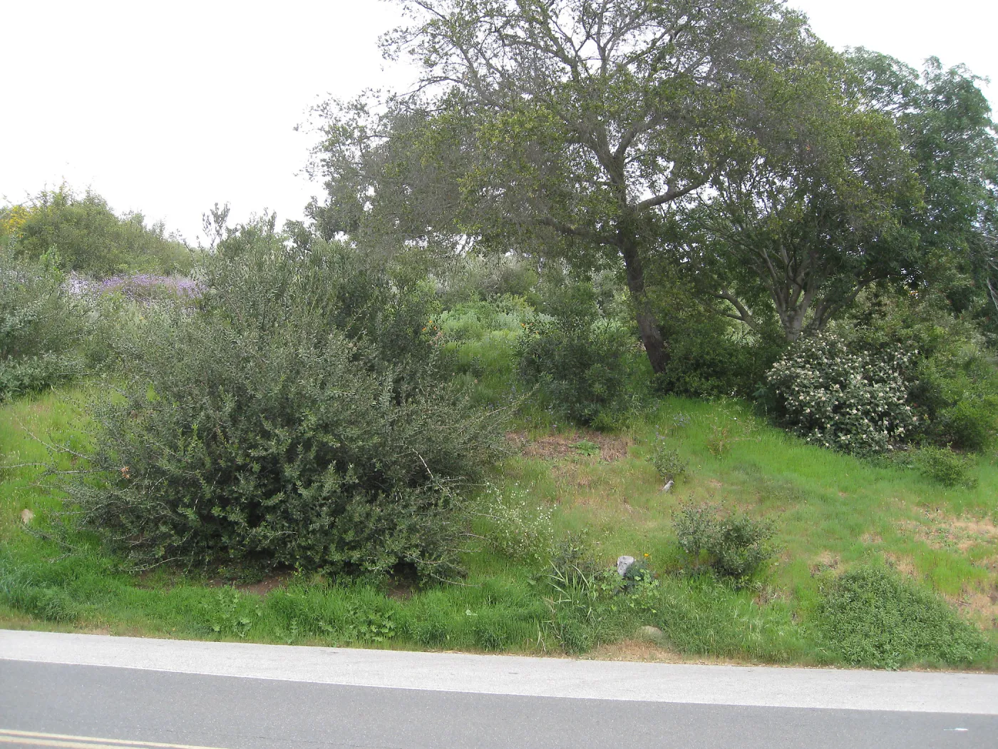 Propsed location for extension of entrance steps