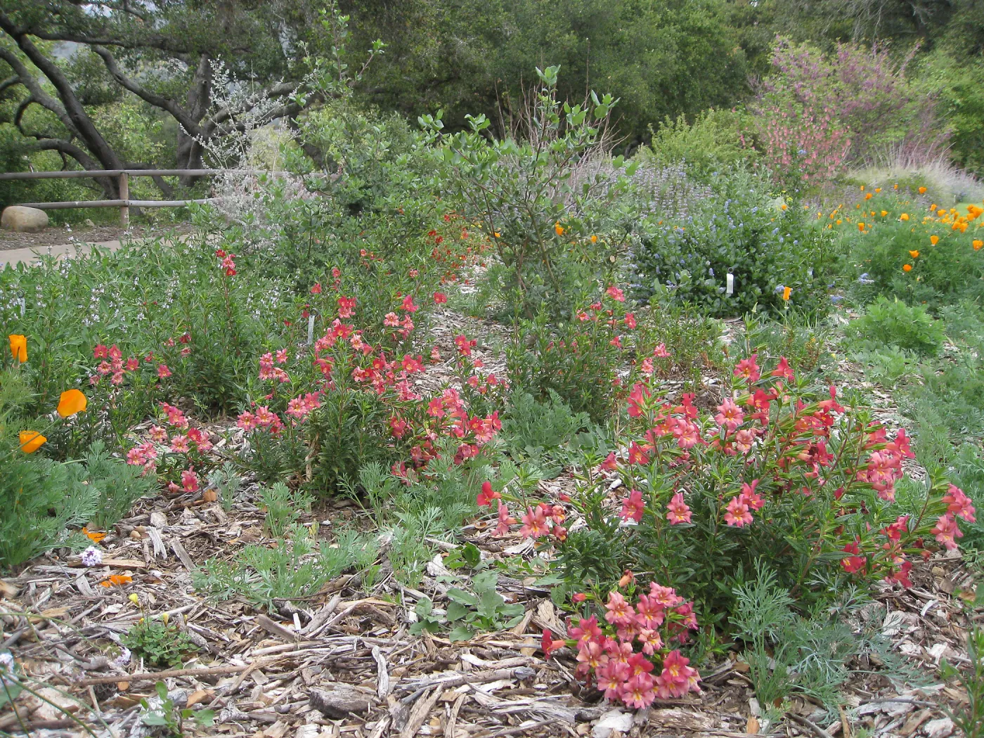 Mimulus (Monkeyflower), Salvia (Sage) in the Meadow border