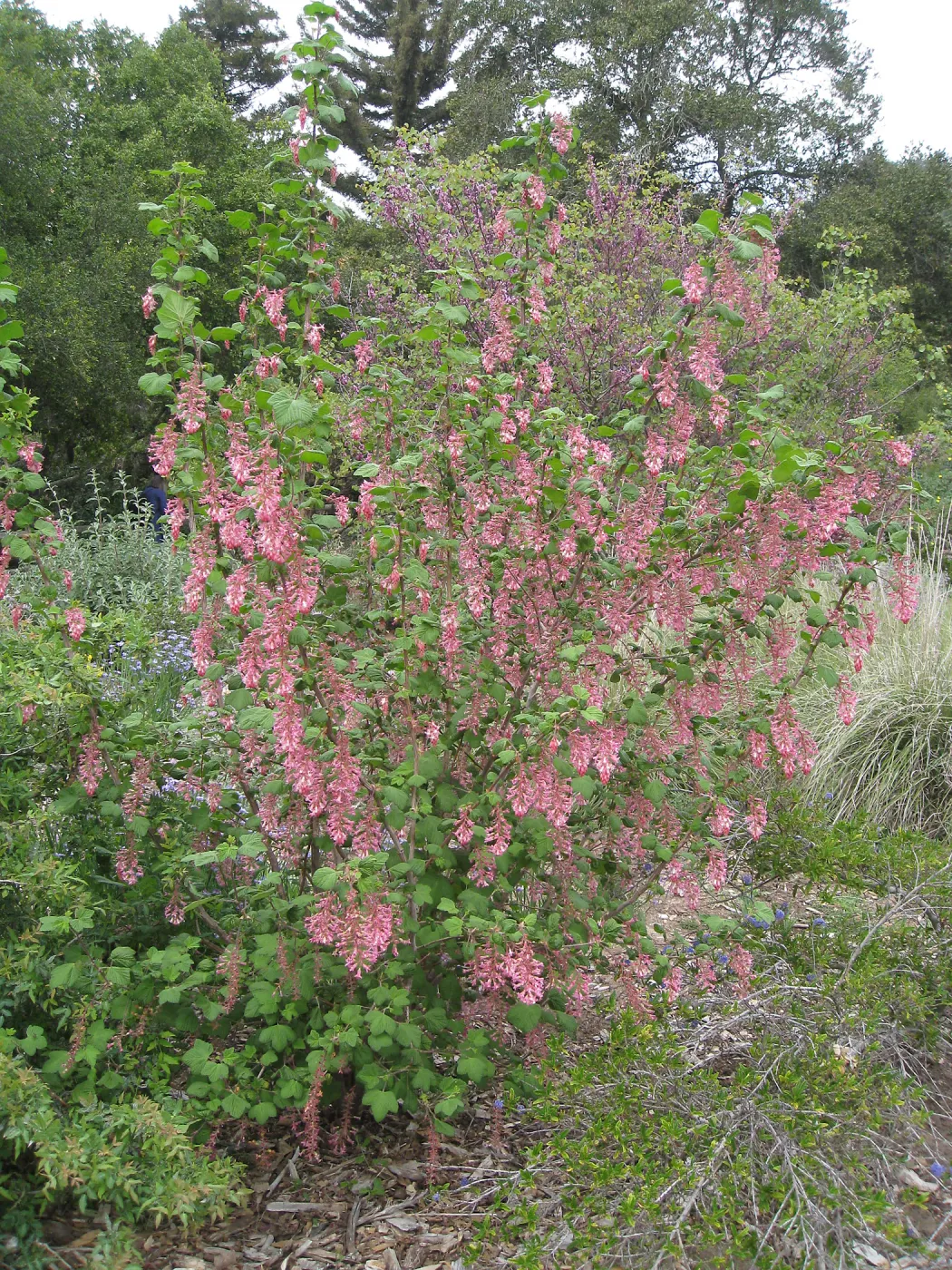 Ribes (Currant, Gooseberry ) in the Meadow border