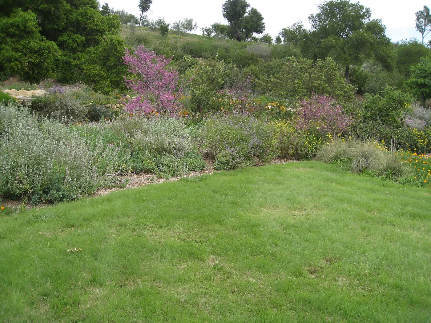 Bouteloua gracilis lawn top of Meadow