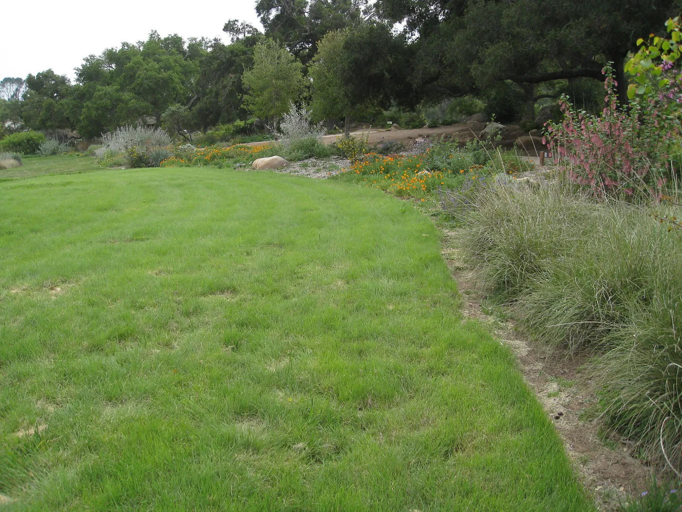 Bouteloua gracilis lawn top of Meadow