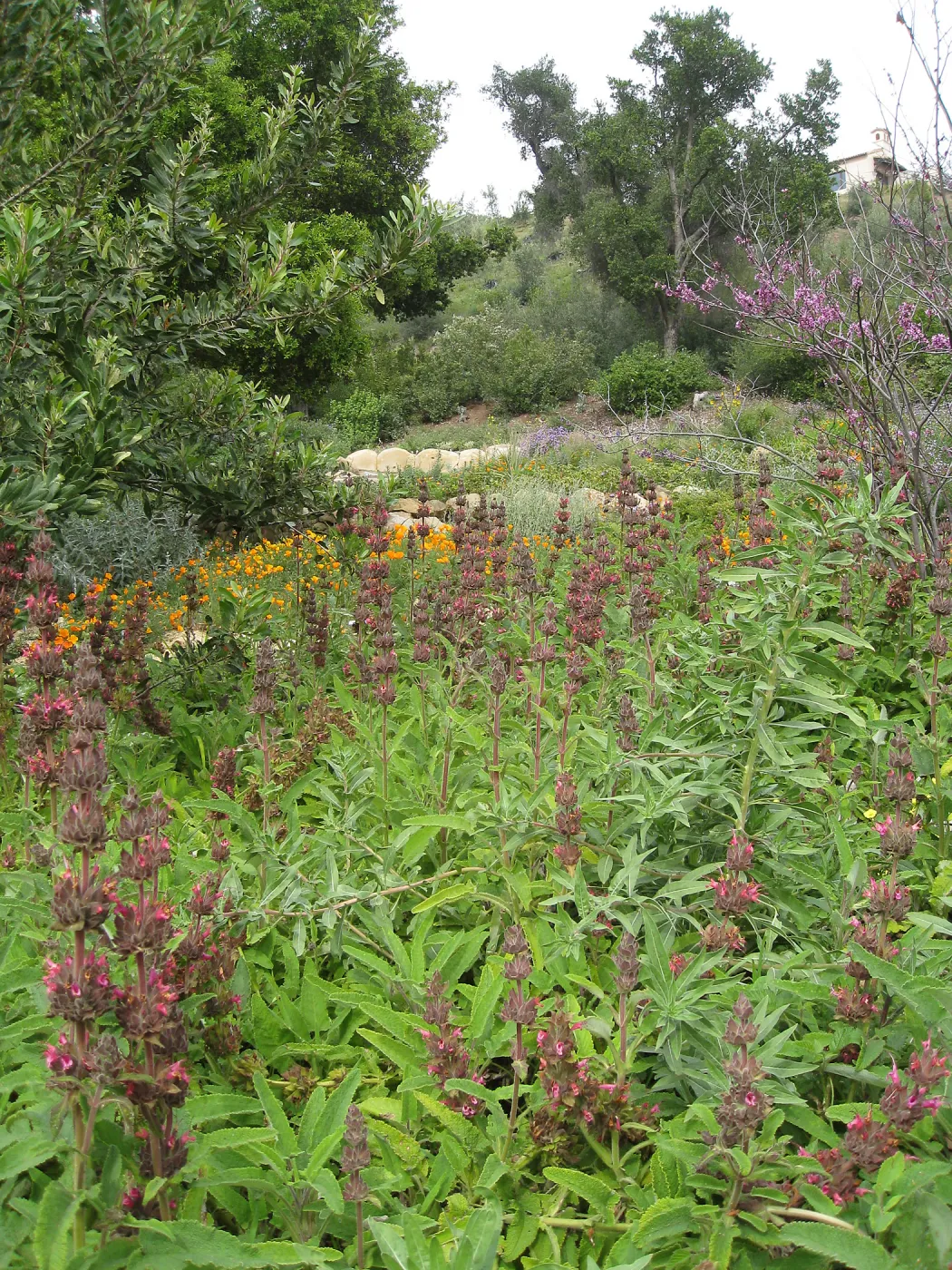 Salvia (Sage) spathecea, poppies in the Meadow