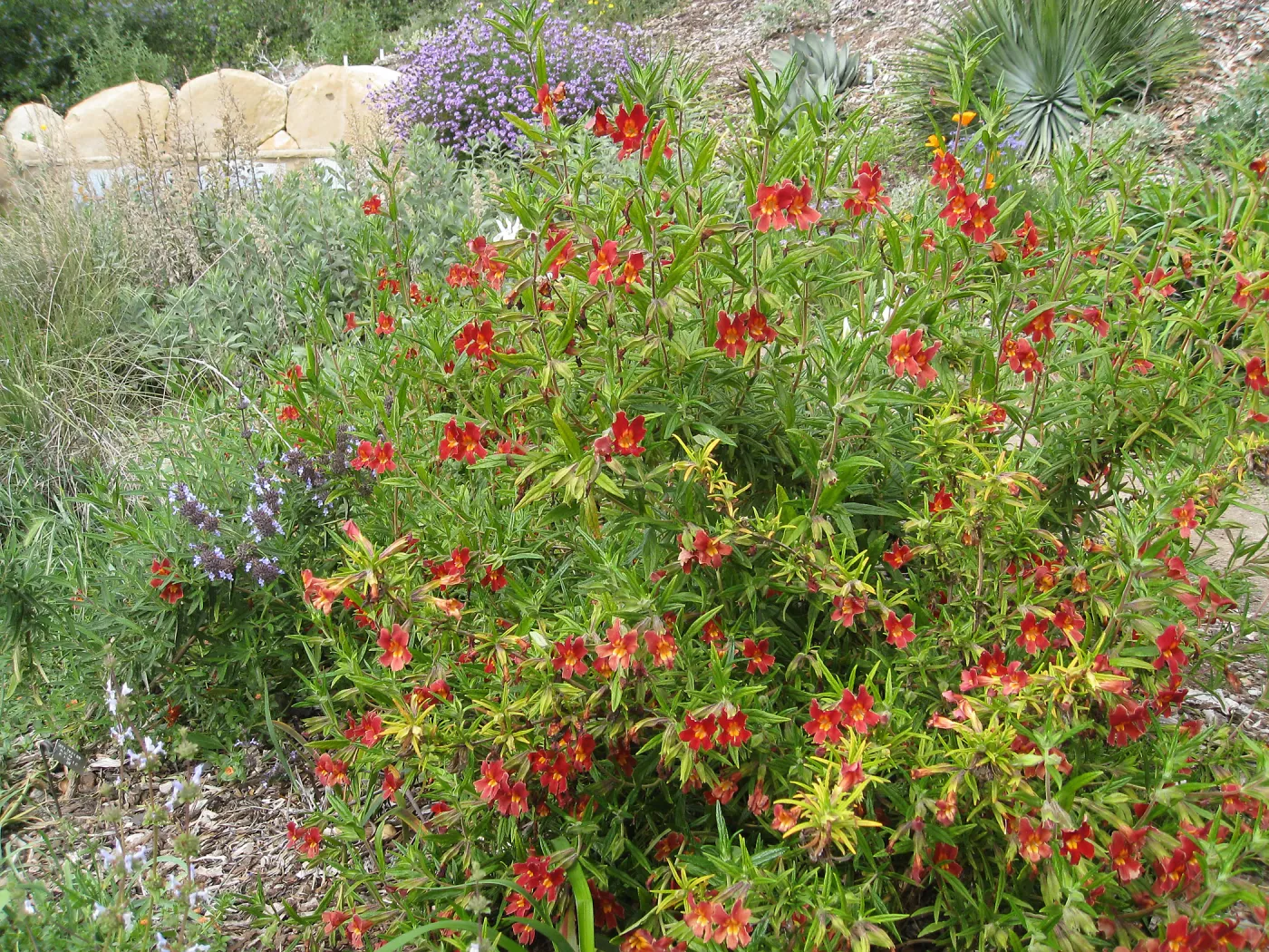 Diplacus (Monkeyflower) Jesusita Phoenix, Verbena (Vervain), Meadow View