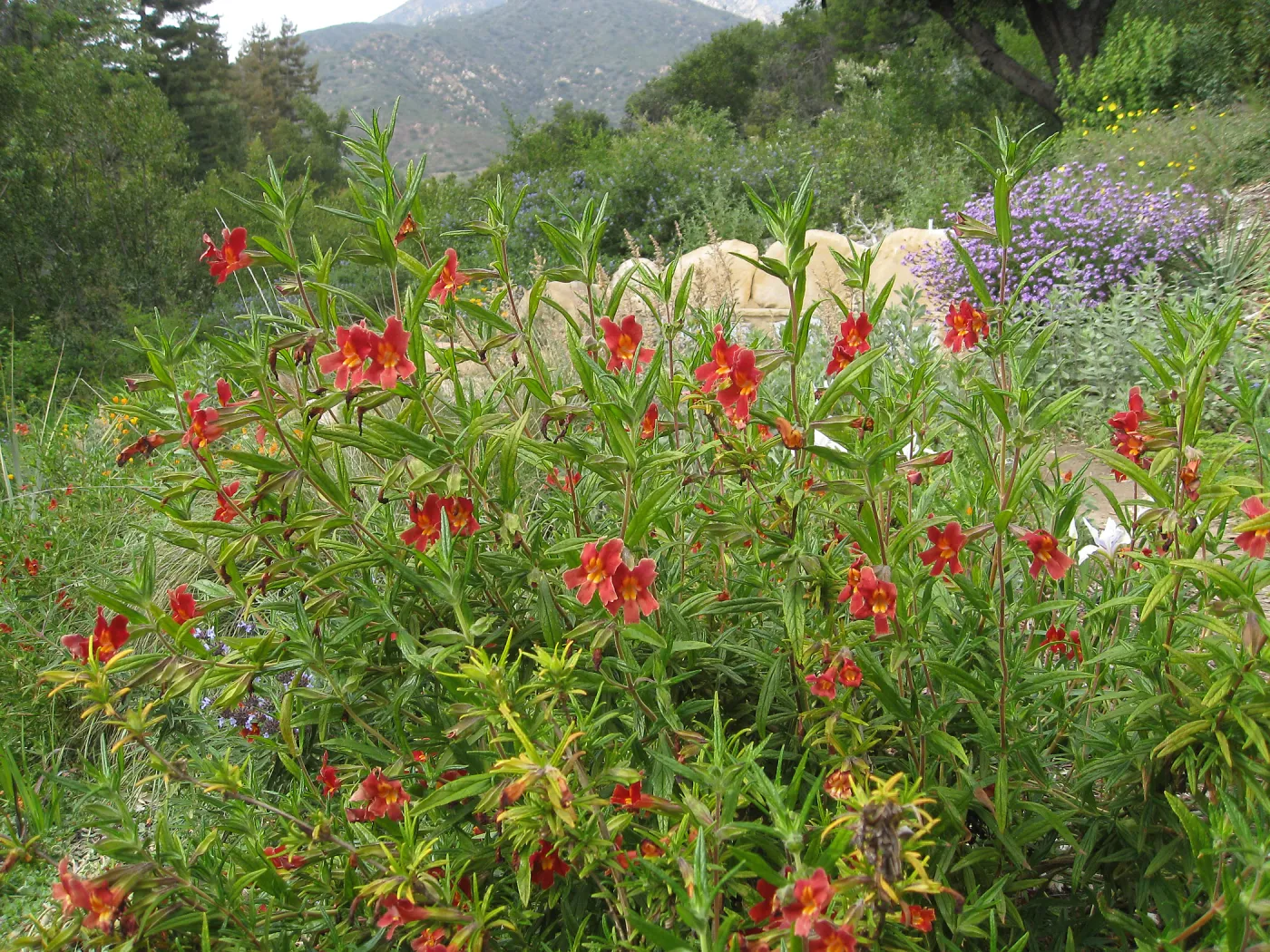 Diplacus 'Jesusita Phoenix', Verbena, Meadow View