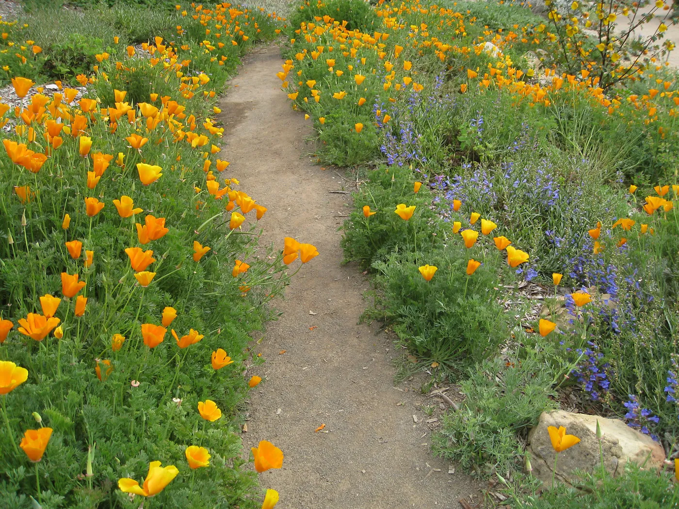 Poppies and Penstemon, Meadow View