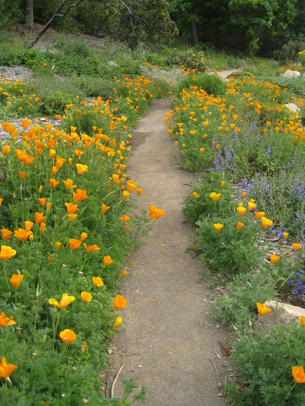 Poppies and Penstemon, Meadow View