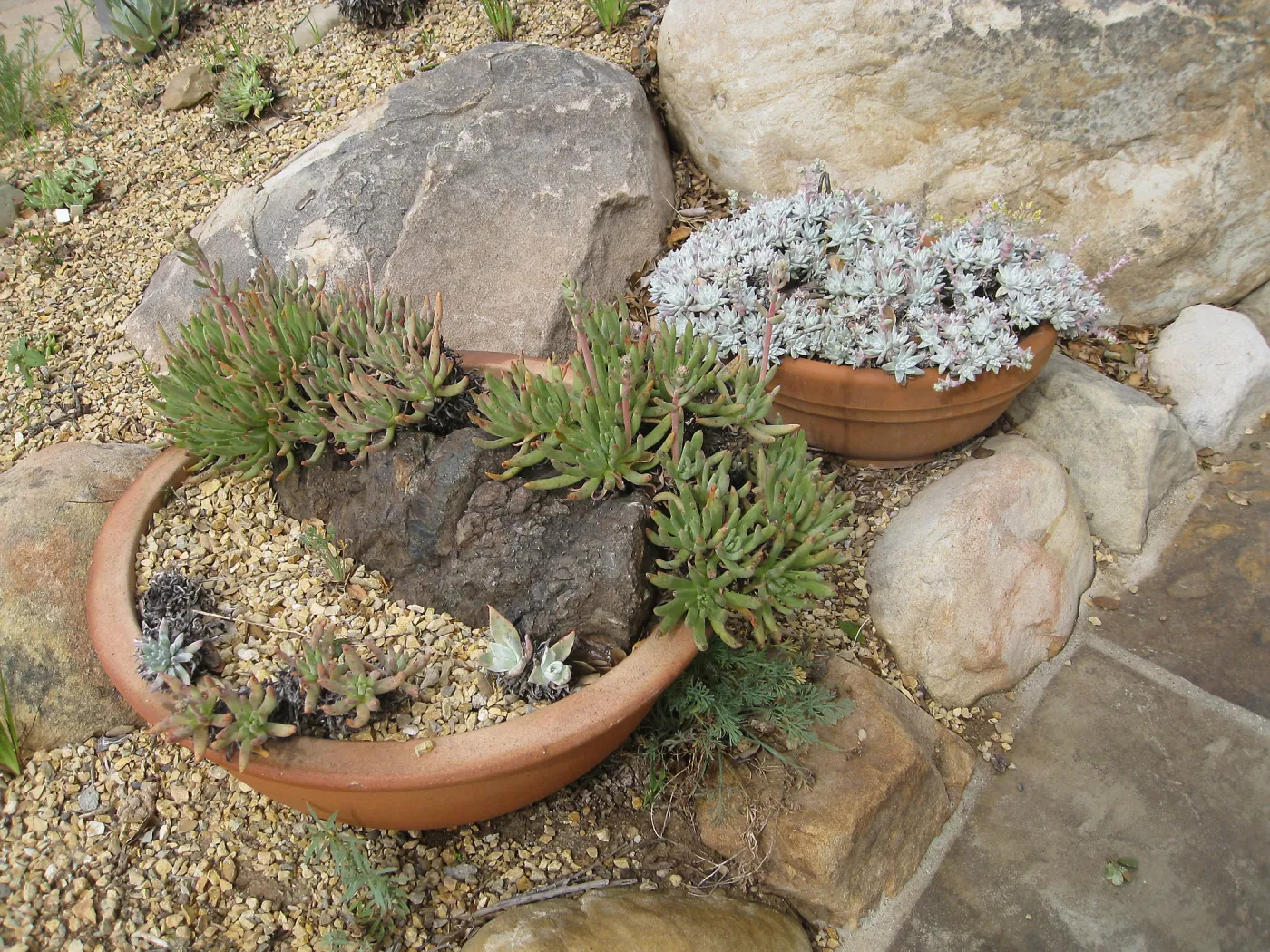 Dudleyas in clay pots by Beaver Bench