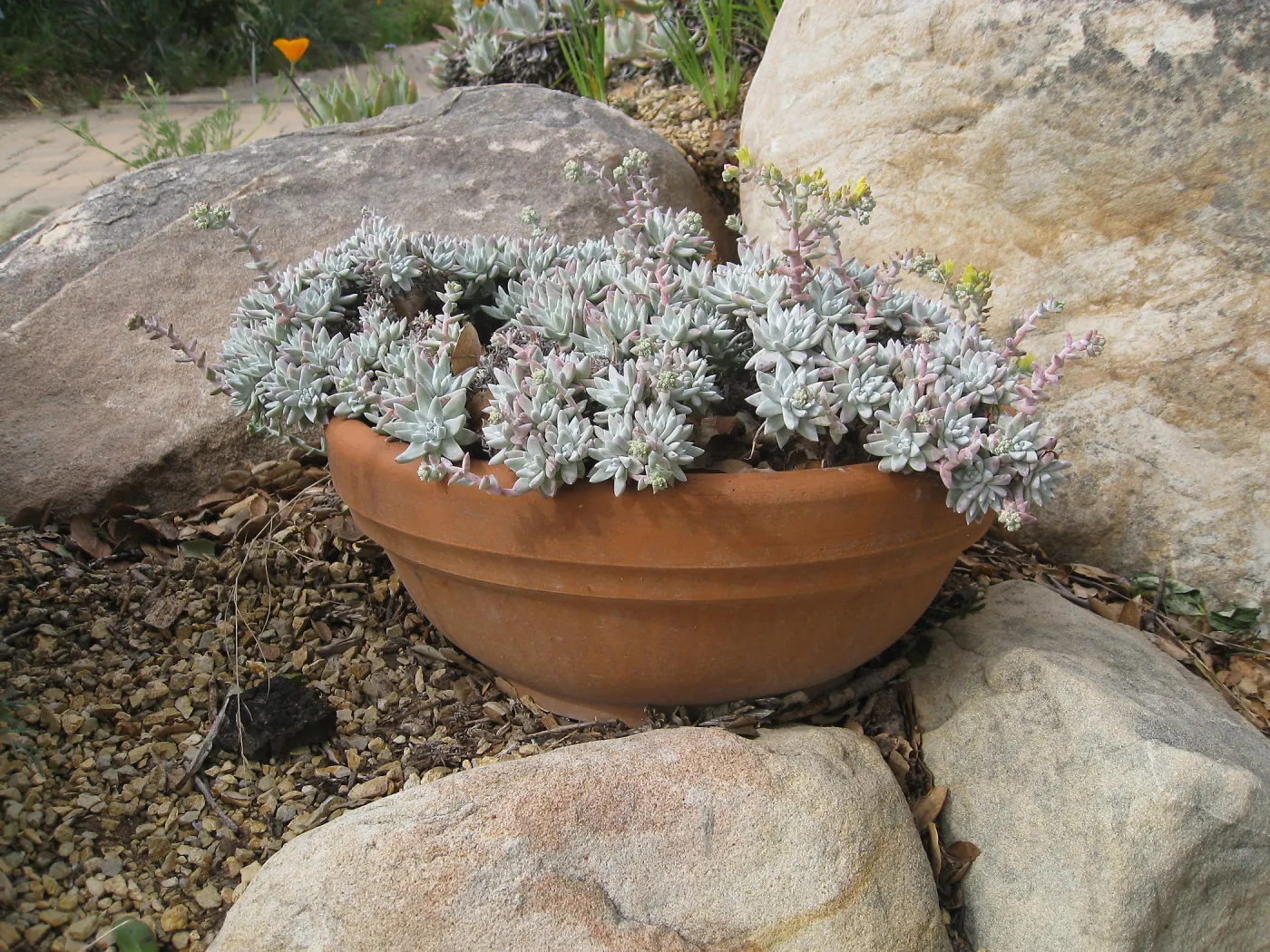 Dudleya gnoma 'White Sprite' in clay pots by Beaver Bench