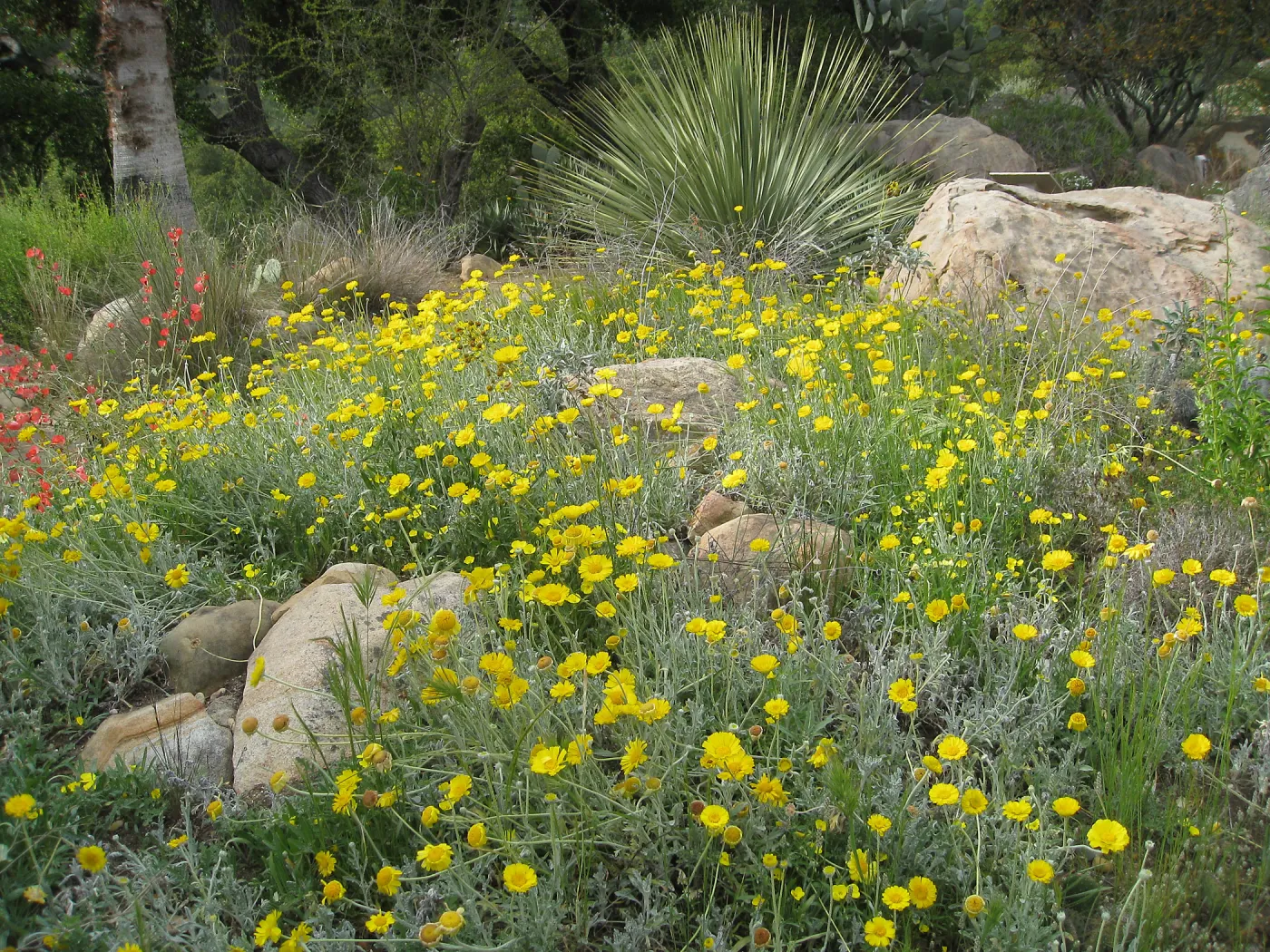 Baileya multiradiata, Desert section