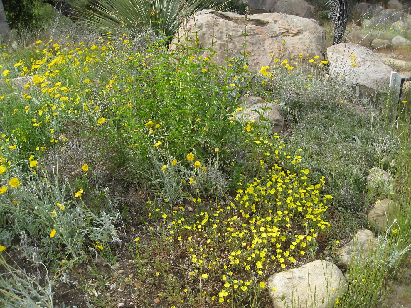 Baileya multiradiata, Desert section