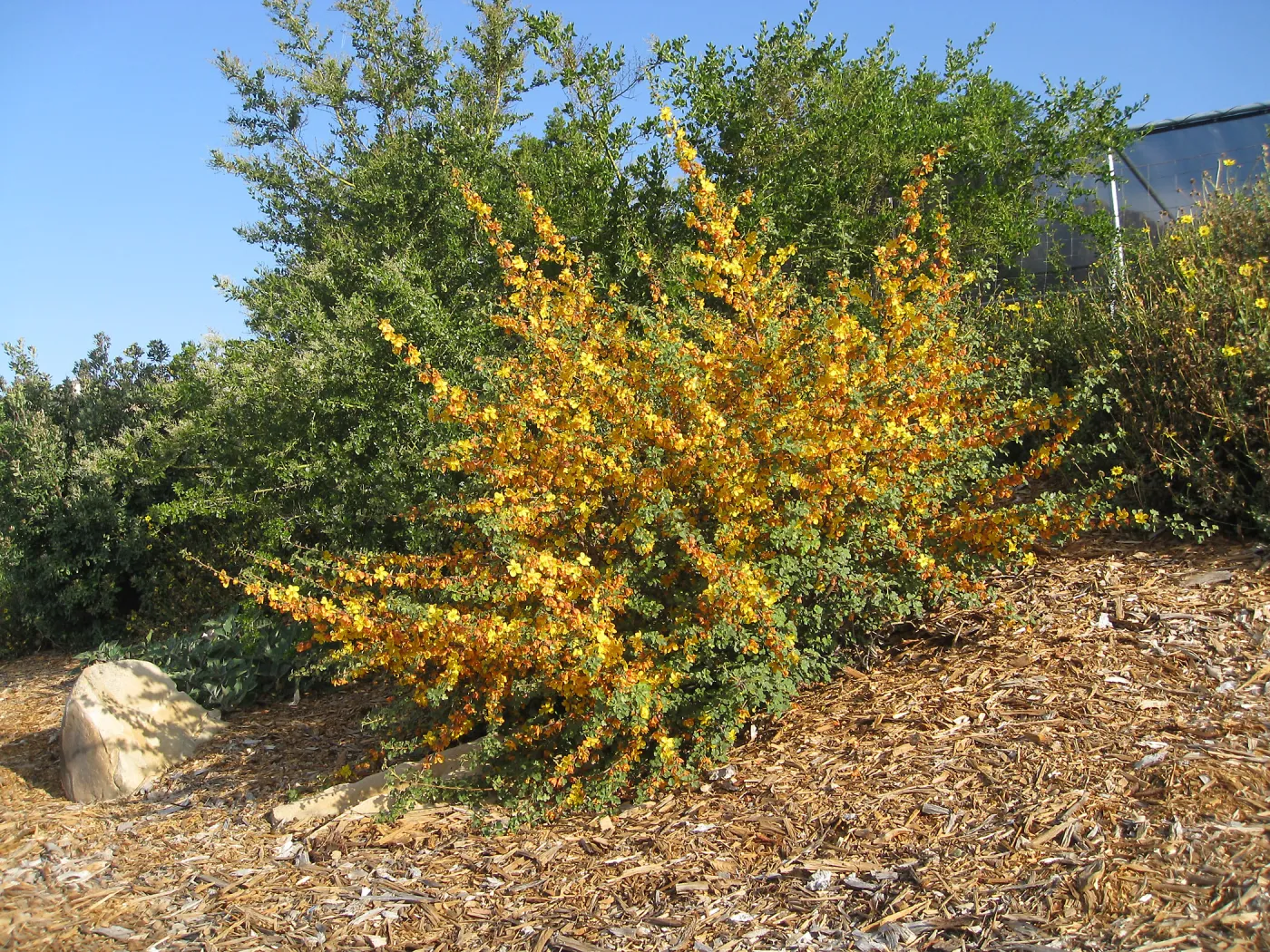 Fremontodendron seedlings post fire