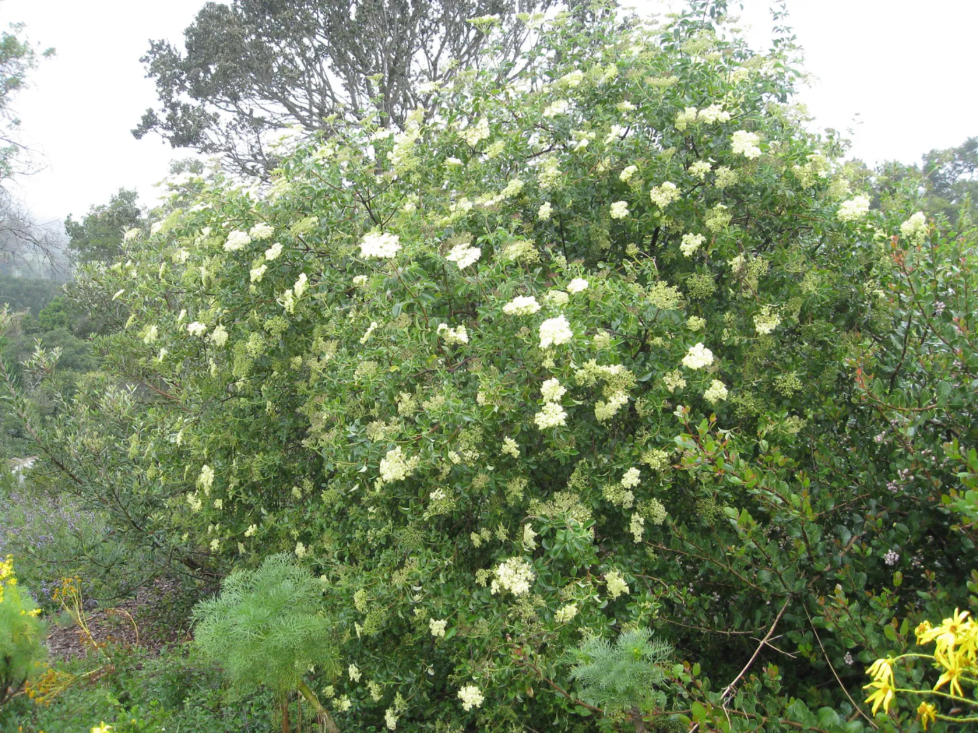 Elderberry